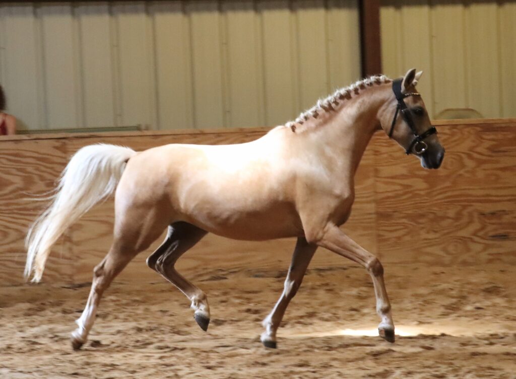 VPrSt Edenhofs Pina Colada- German Riding Pony mare