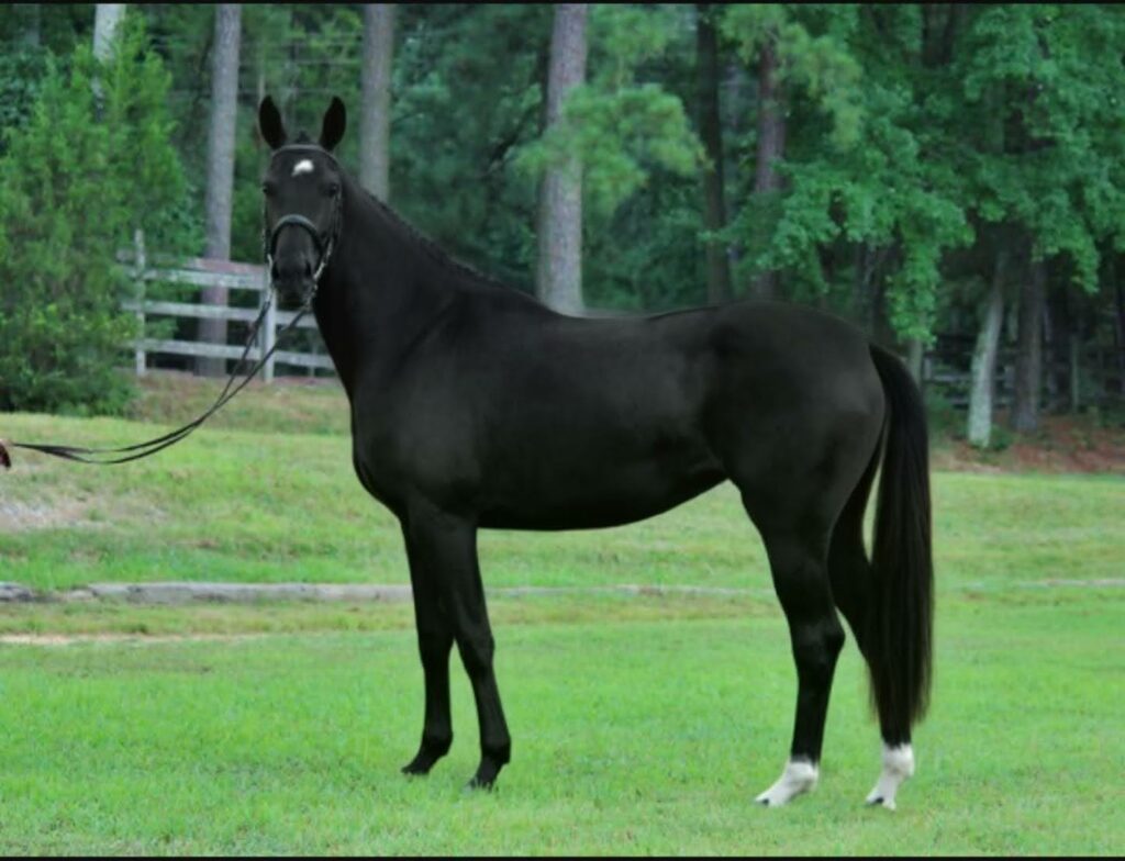 VPrSt Benetar (Black Tie/Davignon/Gribaldi)